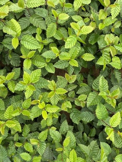 Plantgoed
