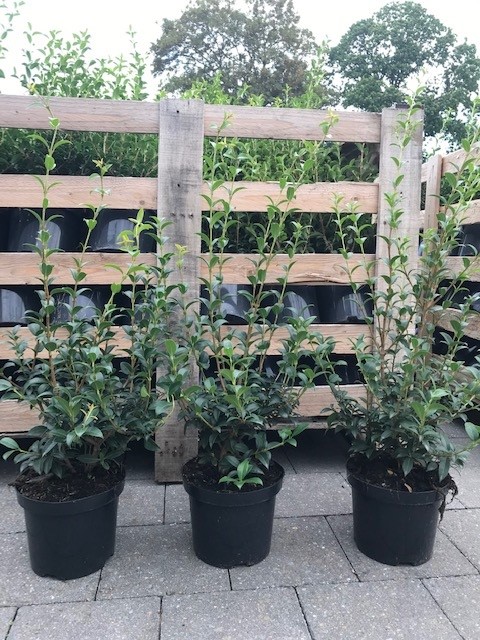 Containerplanten