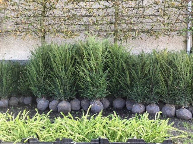Kluitplanten