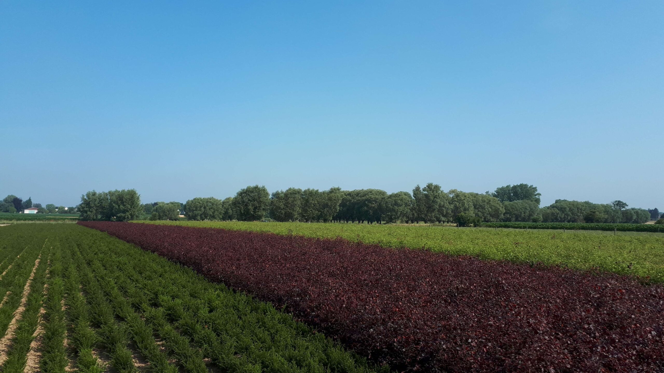 Foto 1 van Boomkwekerij Van Geem