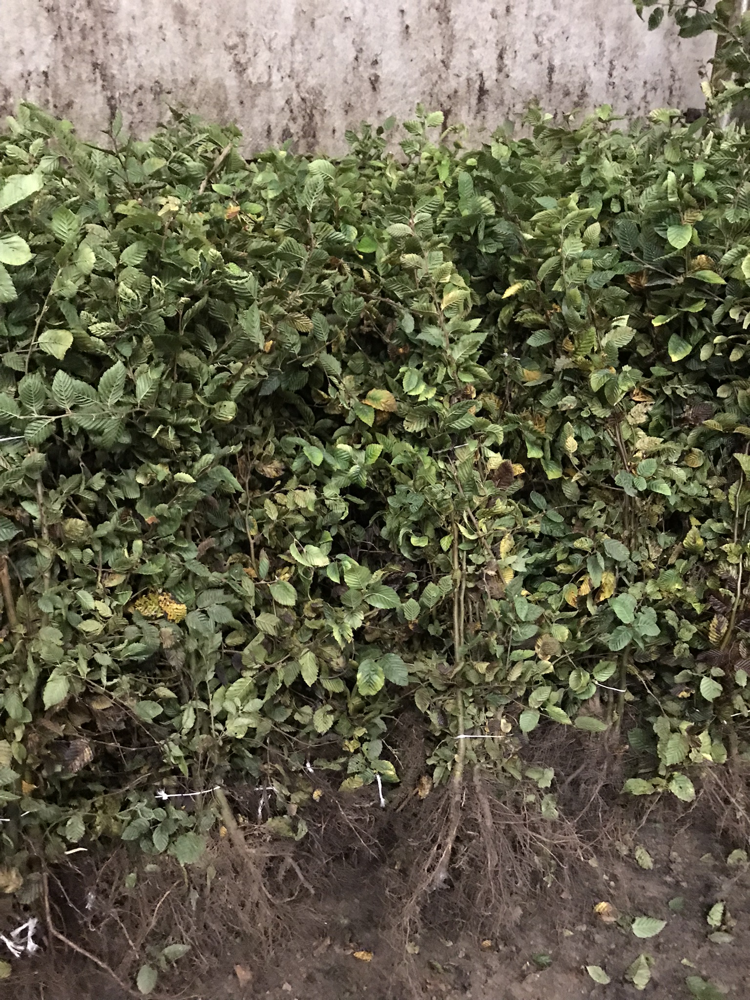 Foto 10 van Boomkwekerij Van Geem